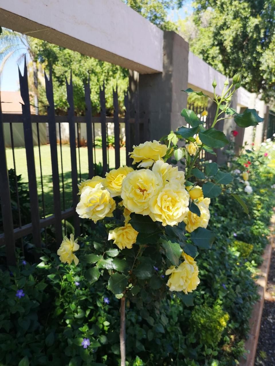 Aaa Rose Garden Guesthouse Mookgophong Eksteriør billede